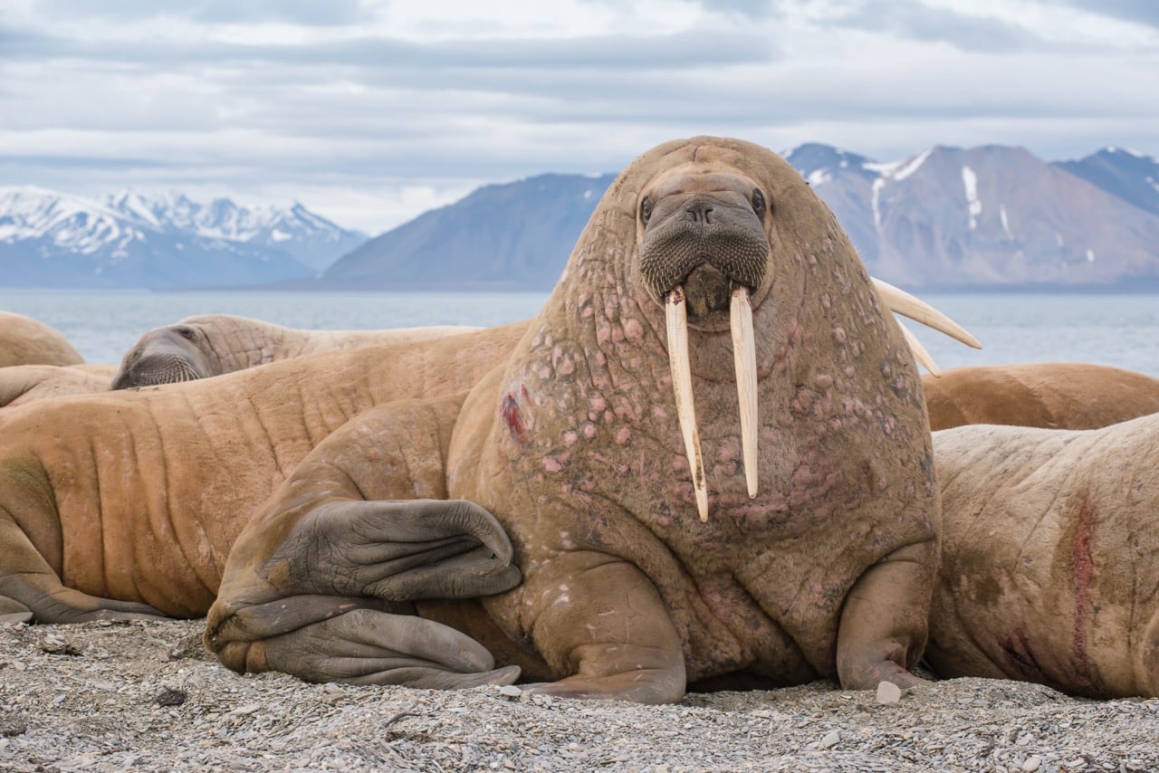 Walrus Arctic